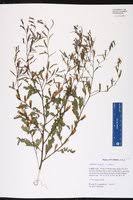 Image result for Ludwigia erecta