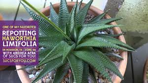 Image result for Haworthia limifolia