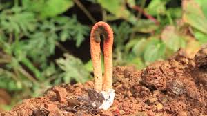 Image result for Pseudocolus schellenbergiae