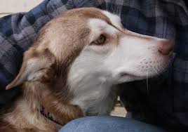 adopt sugar on petfinder husky mix cute animals husky
