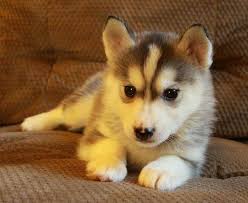 Celebrating 20 years and over 3000 saved! Teacup Husky Puppies For Sale Novocom Top