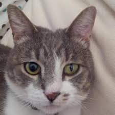 Headache, with or without vomiting. Horner S Syndrome In Cats Causes And Treatment