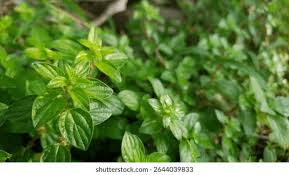 Image result for Pouzolzia parasitica