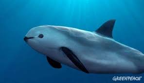 We did not find results for: La Vaquita Marina Y Otros 8 Animales Muy Mexicanos Que Estan En Peligro Verne Mexico El Pais