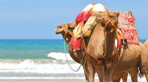 Text b:camel riding in morocco. Surfing Morocco An Unforgettable Adventure