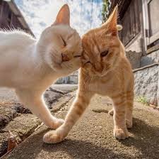 100 Ordinary Domestic Cats Identifications In Village Cute Cat Hashtags Komik Hayvan Hayvan Basliklari Komik Hayvan Fotograflari