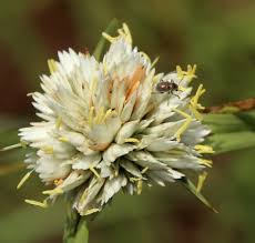 Image result for Cyperus obtusiflorus