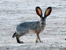 There are no desert cacti native to the old world and only one however the notion that cacti do not need water or that they actually must avoid water in order to survive is unquestionably false. Black Tailed Jackrabbit Wikipedia