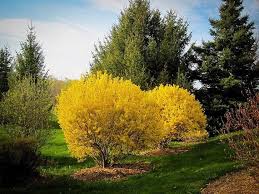 1 Lynwood Gold Forsythia Shrub 2 Feet Tall Shrubs Forsythia Bush Landscape Nursery
