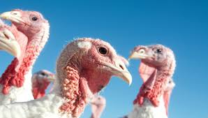 Jennie O Turkey Food Safety News
