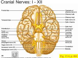 We did not find results for: Cranial Nerves I Ii I Olfactory Sensory Smell Ppt Video Online Download