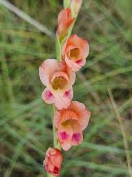 Image result for Gladiolus crassifolius
