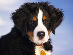 Many 18th century paintings show dogs that look like a bernese type dog. Great Bernese Great Pyrenees Bernese Mountain Dog Mix Info Pics