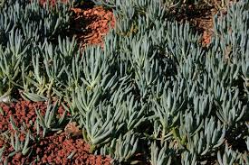 Image result for Senecio striatifolius