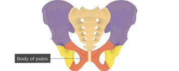 The study of the structures of the human body and the relation… physiology. Hip Bone Anatomy Anterior Markings