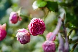Check spelling or type a new query. A Guide To Growing Miniature Roses Indoors Happy Diy Home