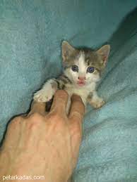 ucretsiz yavru kedi sahiplendirme ucretsiz kedi istanbul petarkadas com