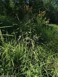 Image result for Leersia tisserantii