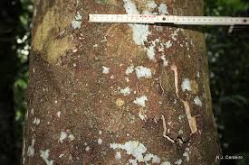 Image result for Strombosia scheffleri