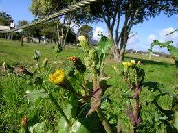 Image result for Sonchus wilmsii