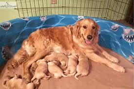 Golden Retriever Puppies For Sale In The Bay Area Petsidi