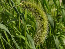 Image result for Setaria italica