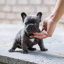 They are loved from birth and are socialized pets4saleteam mcclellan , ca 95652. Carter Blue Micro Teacup Frenchie Microteacups