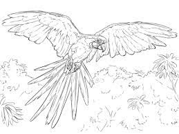 Macaw coloring page parrot coloring pages blue and yellow macaw. Pin On Coloring Pages