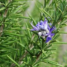 Image result for Rosmarinus officinalis