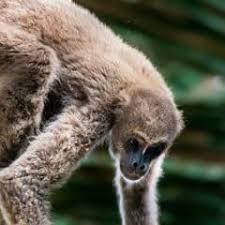 Image result for Micractis bojeri