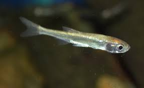 Image result for Leucas princei