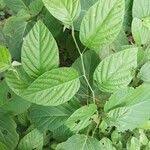 Image result for Pleurolobus