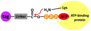 Atp has all your automatic transmission needs. Atp Binding Proteins Jena Bioscience