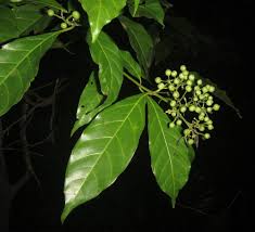 Image result for Tarenna pavettoides