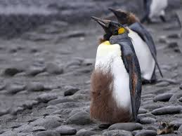 Video.news.sky.com/skynews/video/ a king penguin at edinburgh zoo has been knighted by the norwegian king's guard. King Penguin Ebird