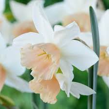 Buy Narcissi Katie Heath Bulbs J Parker Dutch Bulbs In 2020 Narcissus Spring Flowers Narcissus Flower