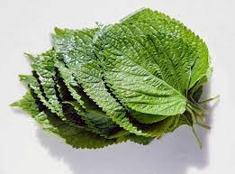 Perilla Ggaennip Shiso By Any Name The Plant Also Known As Sesame Leaf Is A Fine Addition To Garden Perilla Shiso Herbs