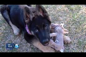 Once you're connected with your new best friend, these free online dog training courses will come in handy, especially for young pups. Utah Scammer Stole Deposits From People Wanting To Buy German Shepherd Puppies Police New York Daily News