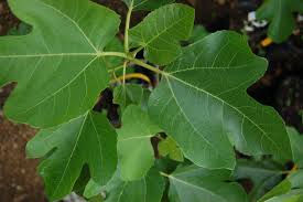 Buy our yuzu · big quantity = good price · 24h 365 days online shop Kingwood Citrus Fruiting Trees And Shrubs Warren S Southern Gardens
