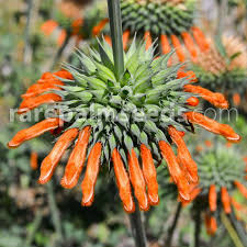 Image result for Leonotis decadonta