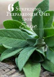 6 Surprising Preparedness Uses For Sage Sage Uses Survival Gardening Survival Mom