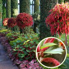 Image result for Acalypha fimbriata