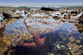What Is A Tide Pool In 2021 Tide Pools Tidal Pool Beach Mural