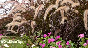 Ornamental Grass Care | The How To Guide - Plantingtree