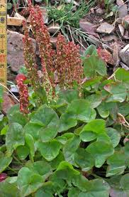 Image result for Alvesia cylindricalyx