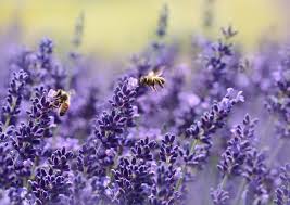 Allow the soil to dry out between waterings, but don't let it get so dry that the plant wilts. Growing Lavender Your Own Mediterranean Paradise Florismart