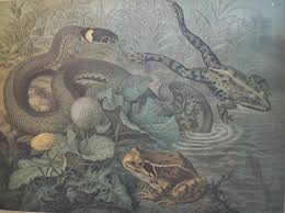 Lehmann Schulwandbild Um 1920 Ringel Natter Und Frosch Mit Bildern Schulwandbilder Bilder