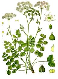Image result for Pimpinella afra