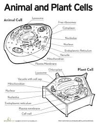Genetics Basics Life Science Middle School Middle School Life Science Cells