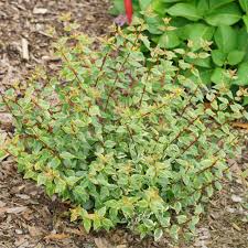 Image result for Albertisia exelliana